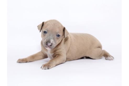 成約済の栃木県のイタリアングレーハウンド(イタグレ)-46773の3枚目