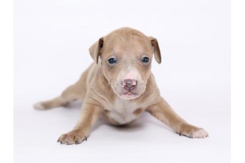 成約済の栃木県のイタリアングレーハウンド(イタグレ)-46774の1枚目