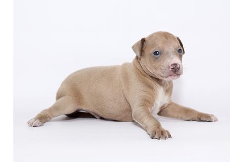 成約済の栃木県のイタリアングレーハウンド(イタグレ)-46774の2枚目