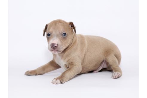 成約済の栃木県のイタリアングレーハウンド(イタグレ)-46774の3枚目