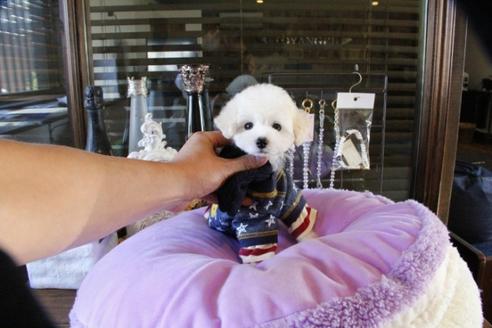 成約済の埼玉県のトイプードル-46779の1枚目