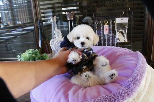 成約済の埼玉県のトイプードル-46779の2枚目