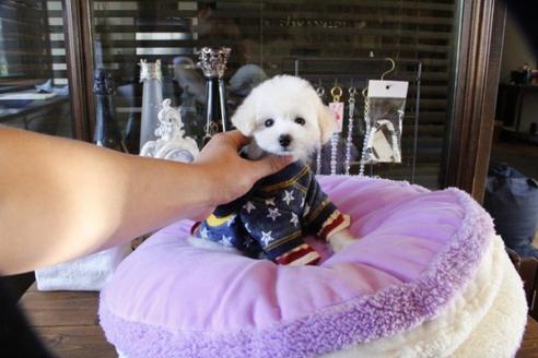 成約済の埼玉県のトイプードル-46779の3枚目