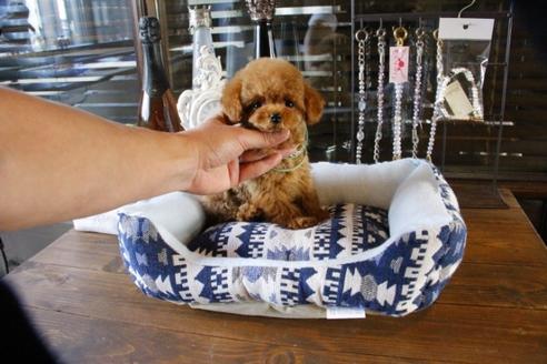 成約済の埼玉県のトイプードル-46780の3枚目