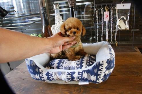 成約済の埼玉県のトイプードル-46780の4枚目