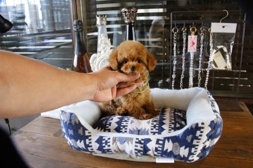 成約済の埼玉県のトイプードル-46780の1枚目