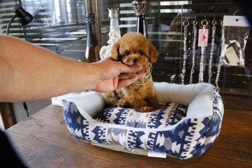 成約済の埼玉県のトイプードル-46780の2枚目