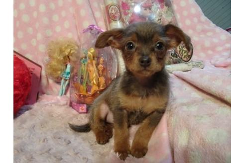 成約済の静岡県のミックス犬-46783の5枚目