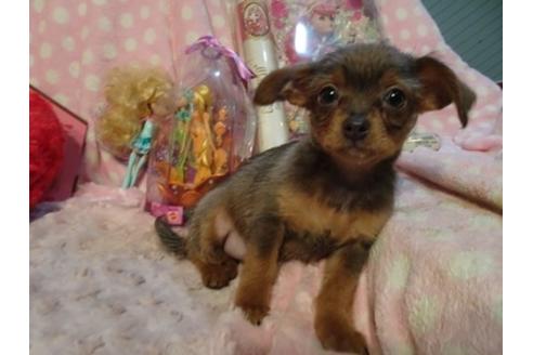成約済の静岡県のミックス犬-46783の2枚目