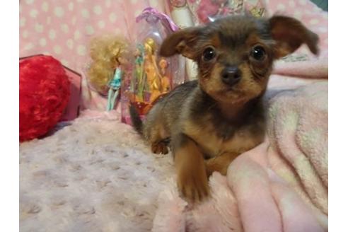 成約済の静岡県のミックス犬-46783の3枚目