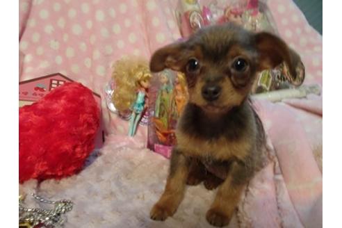 成約済の静岡県のミックス犬-46783の4枚目