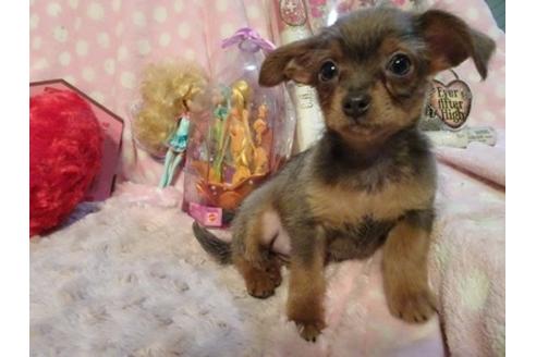成約済の静岡県のミックス犬-46783の1枚目