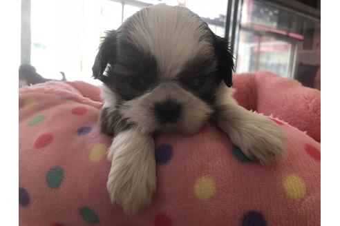 成約済の東京都のシーズー-46615