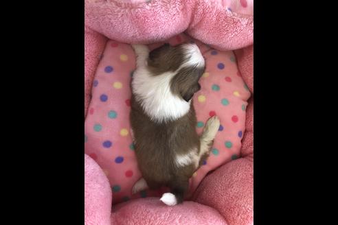 成約済の東京都のシーズー-46615の2枚目