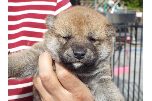 成約済の埼玉県の柴犬-46801の4枚目