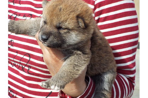 成約済の埼玉県の柴犬-46801の3枚目