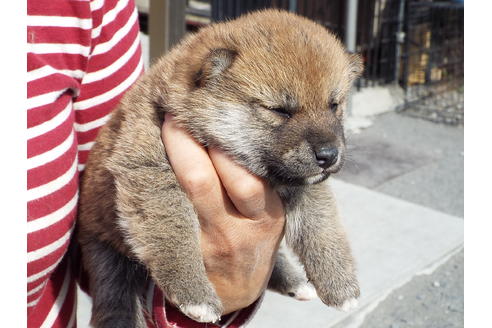 成約済の埼玉県の柴犬-46801の2枚目
