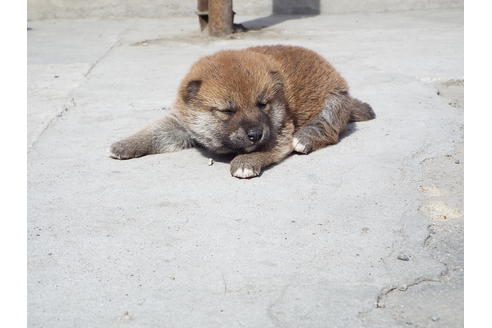 成約済の埼玉県の柴犬-46801の1枚目