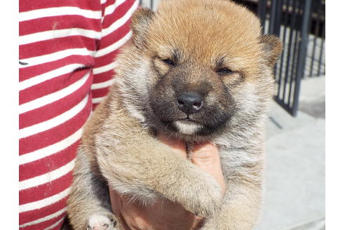 成約済の埼玉県の柴犬-46802の4枚目