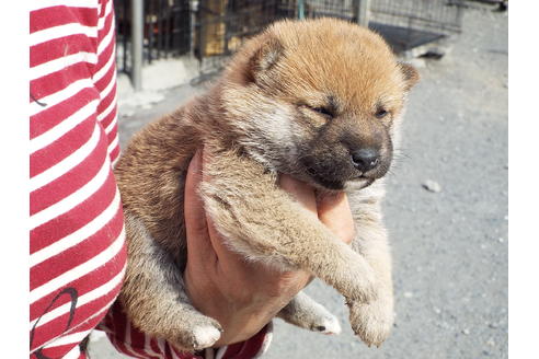 成約済の埼玉県の柴犬-46802の3枚目
