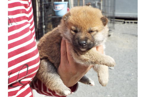 成約済の埼玉県の柴犬-46802の2枚目