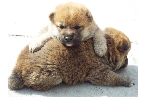 成約済の埼玉県の柴犬-46802の1枚目