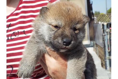 成約済の埼玉県の柴犬-46803の3枚目