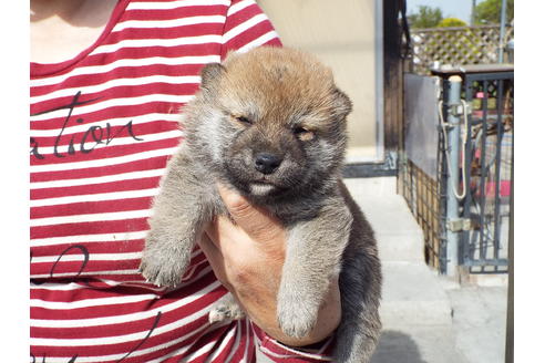成約済の埼玉県の柴犬-46803の2枚目