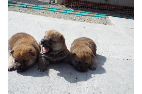 成約済の埼玉県の柴犬-46803の1枚目