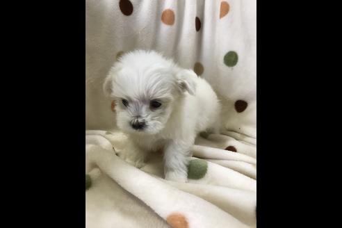 成約済の岐阜県のマルチーズ-46796の1枚目