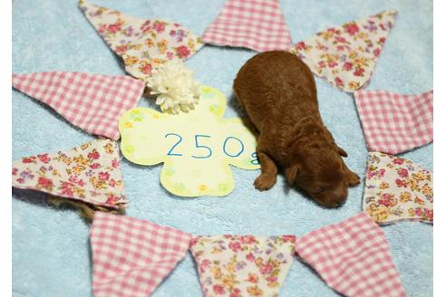 成約済の福岡県のトイプードル-45994の5枚目
