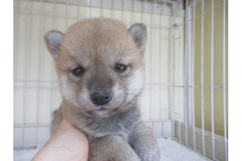 成約済の岡山県の柴犬-46827の2枚目