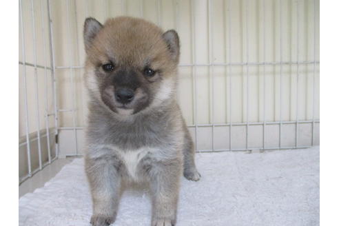 成約済の岡山県の柴犬-46829の2枚目