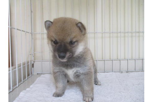 成約済の岡山県の柴犬-46829の1枚目