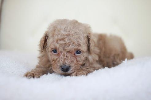 成約済の滋賀県のトイプードル-46834の2枚目