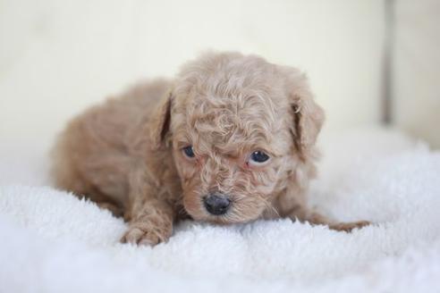 成約済の滋賀県のトイプードル-46834の1枚目