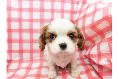 成約済の福岡県のキャバリアキングチャールズスパニエル-46856の1枚目