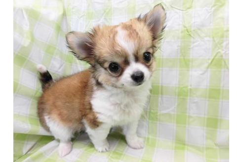 成約済の福岡県のチワワ(ロングコート)-46857の1枚目