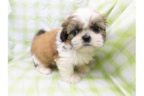 成約済の福岡県のシーズー-46858の1枚目