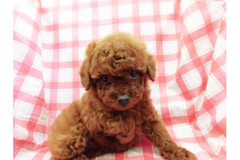 成約済の福岡県のトイプードル-46859の1枚目