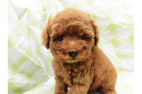 成約済の福岡県のトイプードル-46860の1枚目