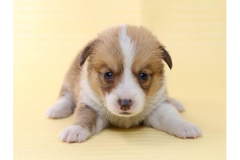 成約済の栃木県のウェルシュコーギーペンブローク-46876の3枚目