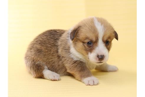 成約済の栃木県のウェルシュコーギーペンブローク-46876の4枚目