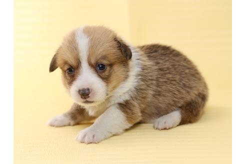 成約済の栃木県のウェルシュコーギーペンブローク-46876の1枚目