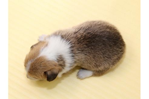 成約済の栃木県のウェルシュコーギーペンブローク-46876の2枚目