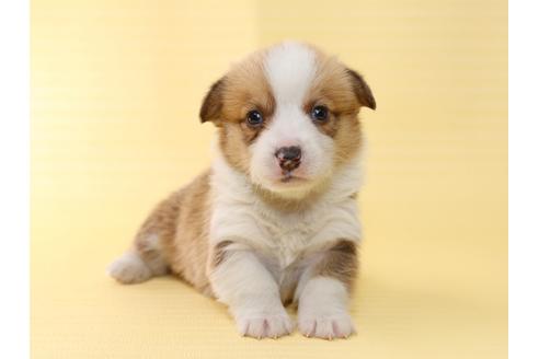 成約済の栃木県のウェルシュコーギーペンブローク-46879の3枚目