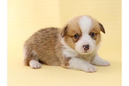 成約済の栃木県のウェルシュコーギーペンブローク-46879の4枚目