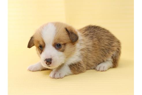 成約済の栃木県のウェルシュコーギーペンブローク-46879の1枚目