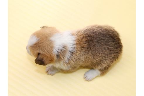 成約済の栃木県のウェルシュコーギーペンブローク-46879の2枚目