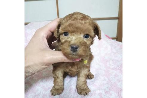 成約済の大阪府のトイプードル-46891の1枚目